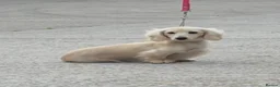 Miniature Dachshund dogs for stud: Outstanding cream long-haired miniature Dachshund  - Advert 6