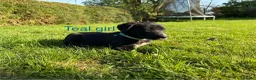 Mixed Breed dogs for sale: Border Collie Fluffy Puppies x Cocker Spaniel - Advert 8