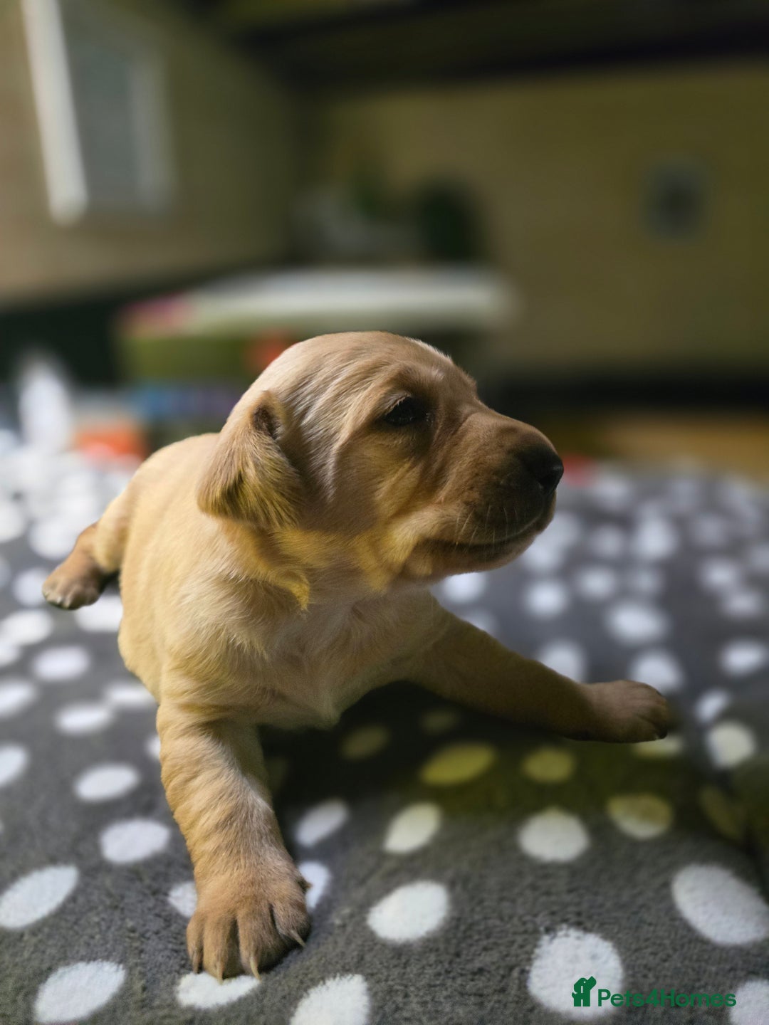 Labrador Retriever dogs for sale: Beautiful Labradors. Ready in time for Christmas - Image 22