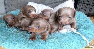 Miniature Dachshund dogs - Advert 9