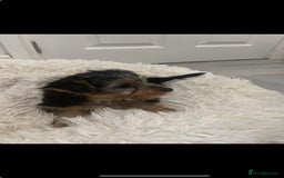 Yorkshire Terrier dogs for sale: Beautiful silver yorkie boy  - Image 2