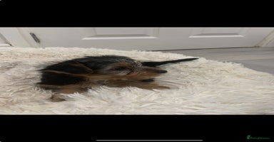 Yorkshire Terrier dogs - Advert 10