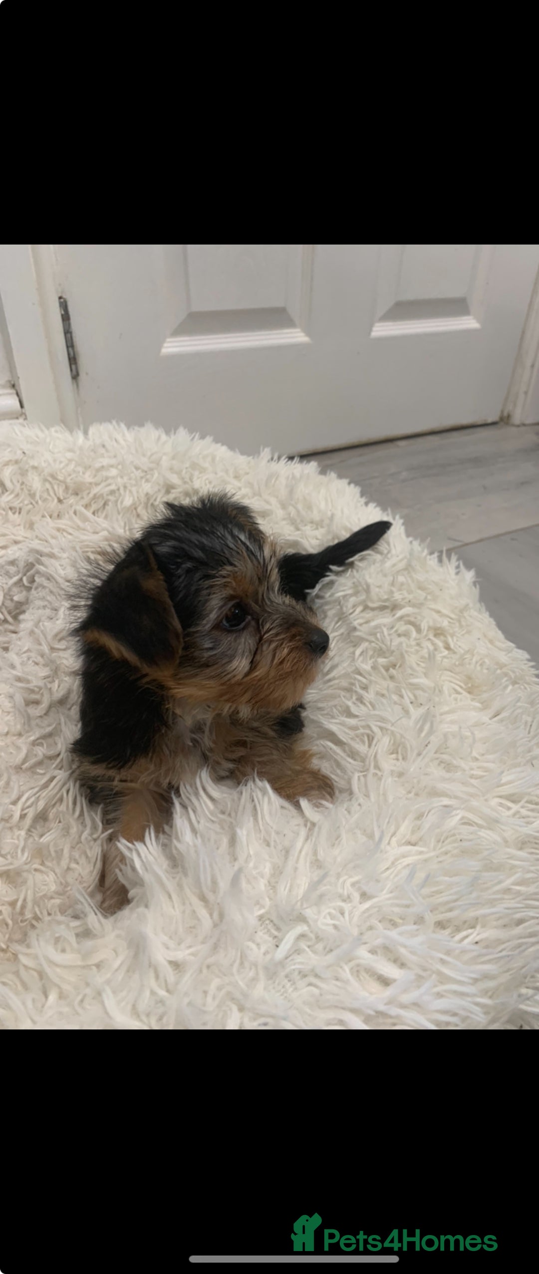 Yorkshire Terrier dogs for sale: Beautiful silver yorkie boy  - Image 2