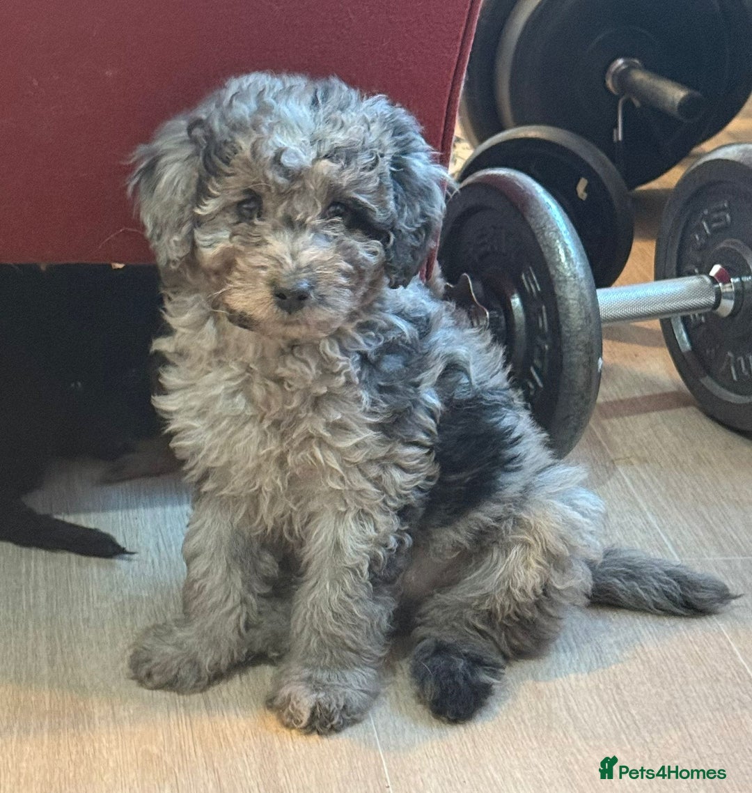 Labradoodle dogs for sale: READY NOW🧸Micro Miniature Teddybear Labradoodles  - Advert 11