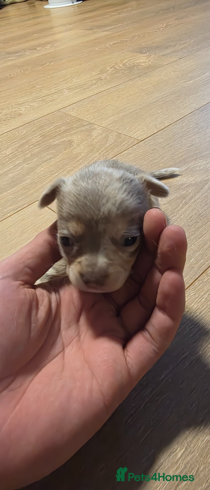 Chihuahua dogs for sale: Long & short haird chihuahua puppies  in Wirral - Advert 17