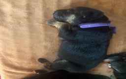 German Shepherd dogs for sale: 7 beautiful German Shepherd puppies  - Image 12