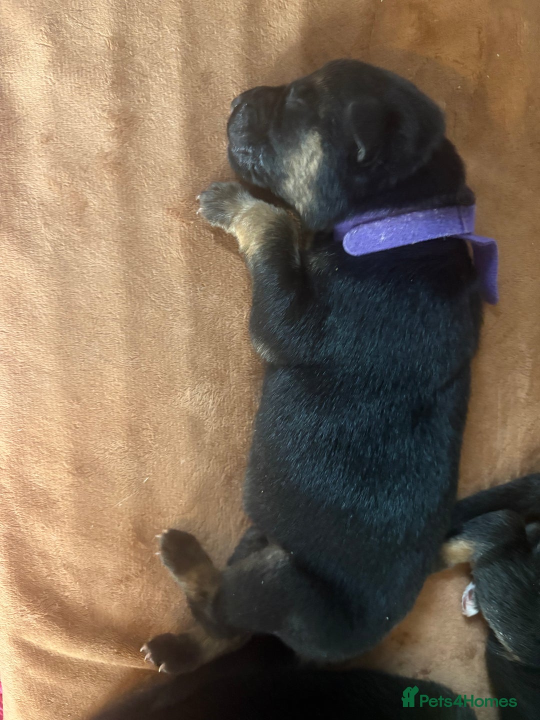 German Shepherd dogs for sale: 7 beautiful German Shepherd puppies  - Image 12
