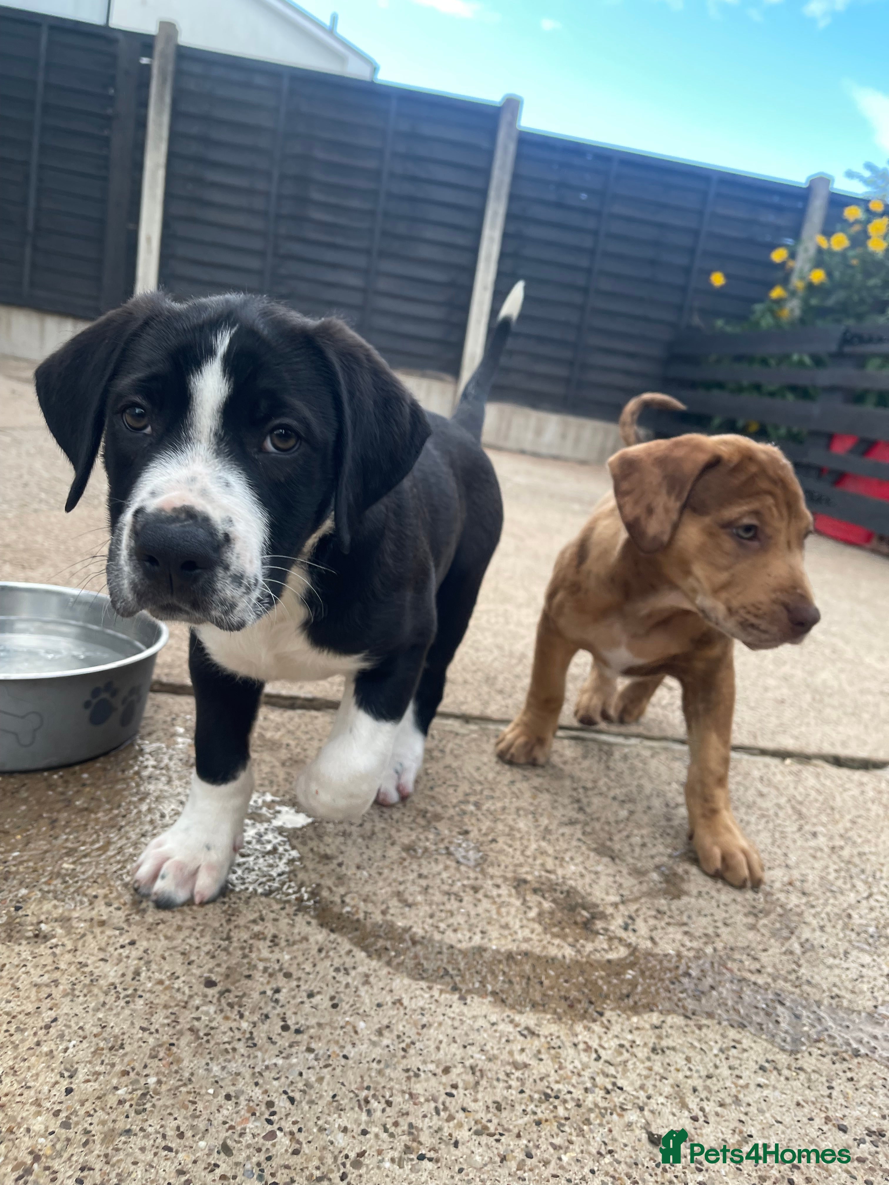 Mixed Breed dogs Spaniel x Shar pei - Unique Mixed Breed - Advert 2