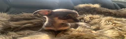 Chihuahua dogs for sale: Litter of chihuahua puppies ready to leave now  - Advert 26