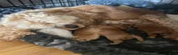 Cockapoo dogs for sale: superb cockapoo puppies - Advert 15