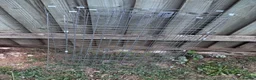 Mini Lop rabbits for sale: Rabbit for Sale  - Advert 10