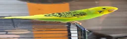Budgerigars birds for sale: Two budgerigars for sale. - Advert 1