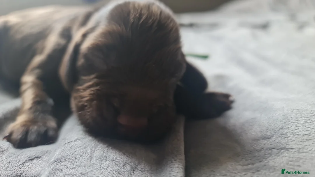 Field Spaniel dogs for sale: Rare Vulnerable Field Spaniels - Advert 13