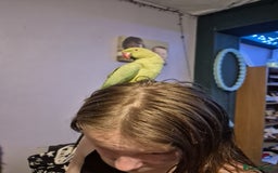 Parakeets birds for sale: Indian redneck  - Advert 2