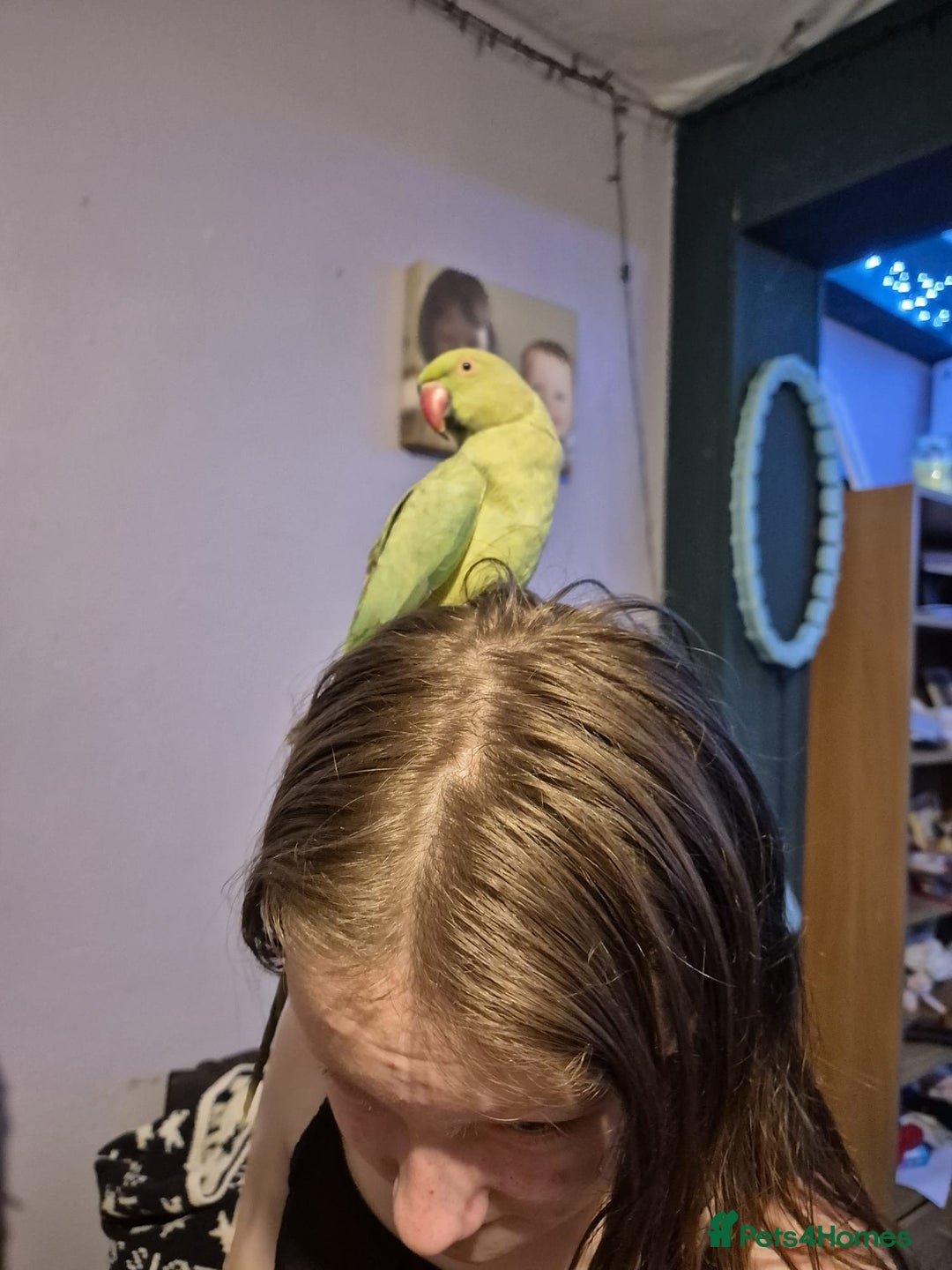 Parakeets birds for sale: Indian redneck  - Advert 2