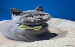 British Shorthair cats for sale: Beautiful GCCF Registered BSH Kittens - Ready Now - Image 9