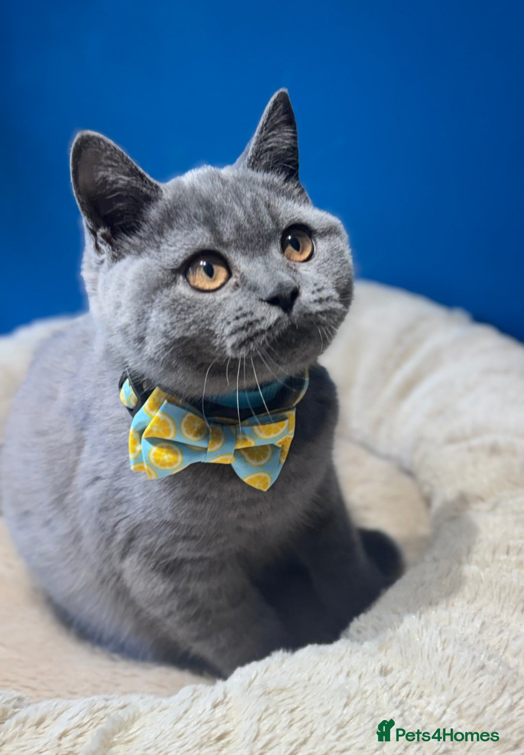 British Shorthair cats for sale: Beautiful GCCF Registered BSH Kittens - Ready Now - Image 9