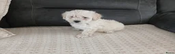 Maltipoo dogs for sale: Maltipoo puppies - Advert 25