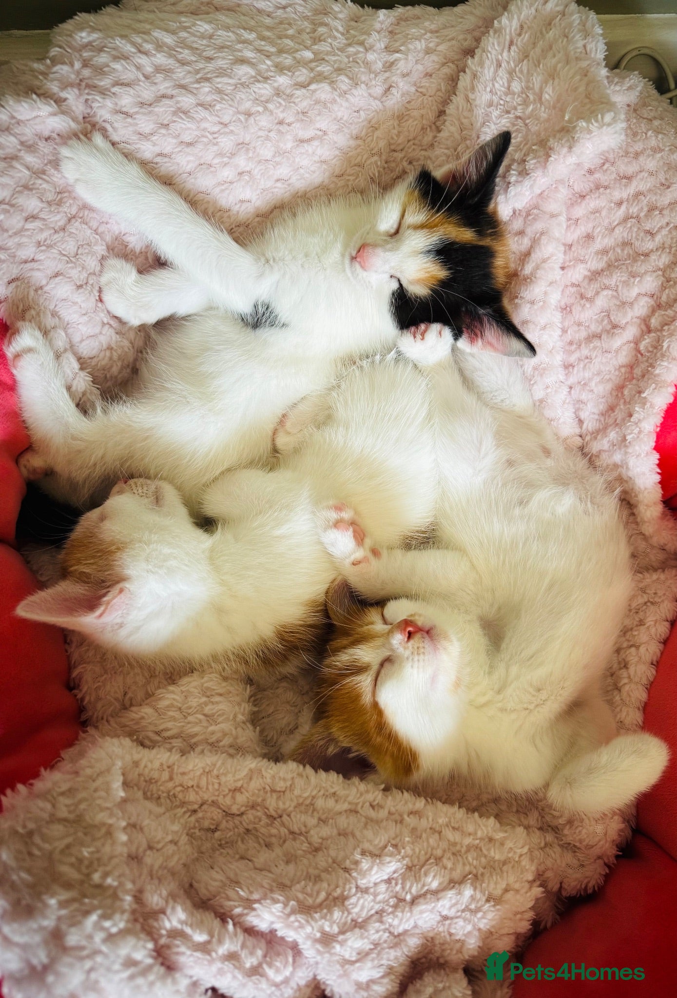 European cats Gorgeous Fluffy Ginger Kittens – ONE BOY REMAINING - Advert 2