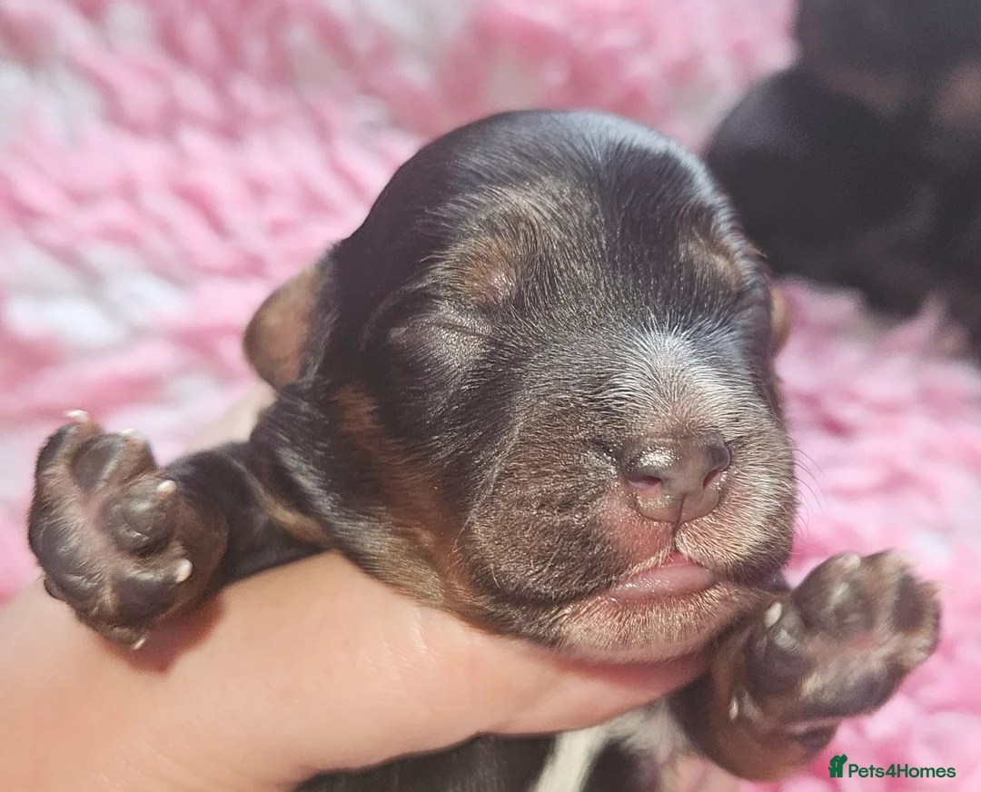 Cockapoo dogs for sale: Licensed breeder Show cockapoo litter! BOYS ONLY  - Advert 2