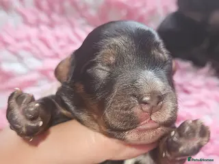 Cockapoo dogs Licensed breeder Show cockapoo litter! BOYS ONLY - Advert 16