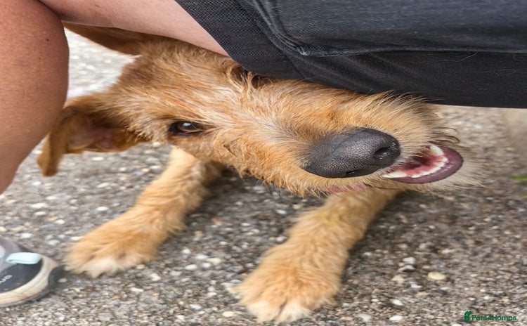 Mixed Breed dogs in Wellingborough - Advert 2