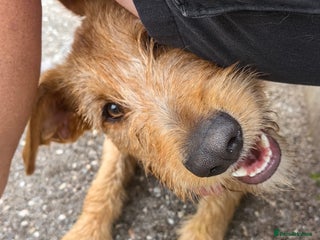 Mixed Breed dogs in Wellingborough - Advert 20