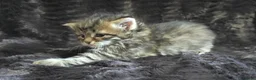 Siberian cats for sale: Pure Siberian kittens  - Advert 7