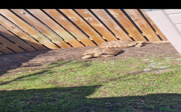 Tortoise reptiles - Advert 1