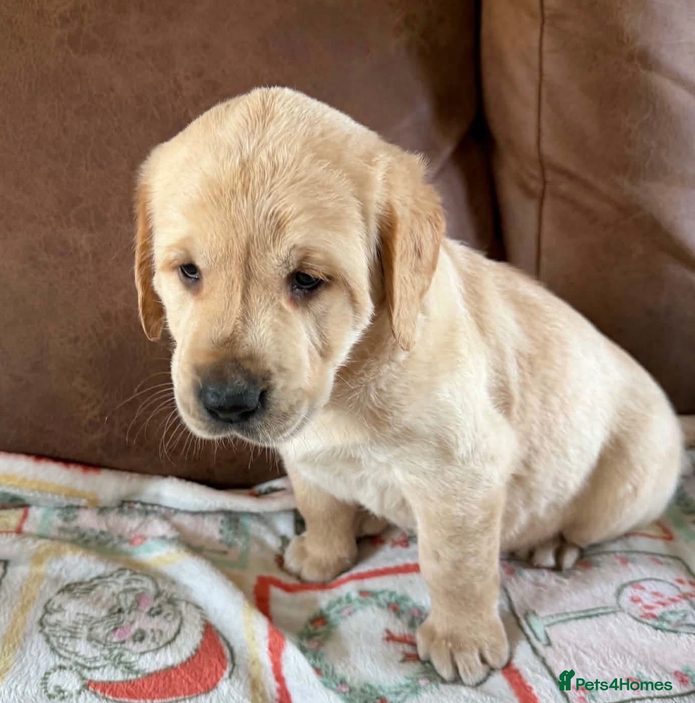 Labrador Retriever dogs Labrador X Golden retriever  - Advert 1