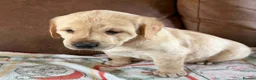 Labrador Retriever dogs for sale: Labrador X Golden retriever  - Advert 1