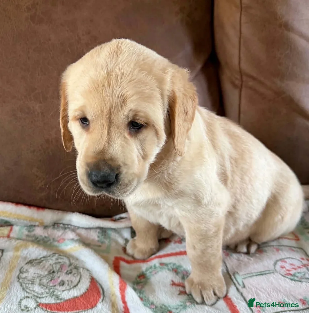 Labrador Retriever dogs for sale: Labrador X Golden retriever  - Advert 1