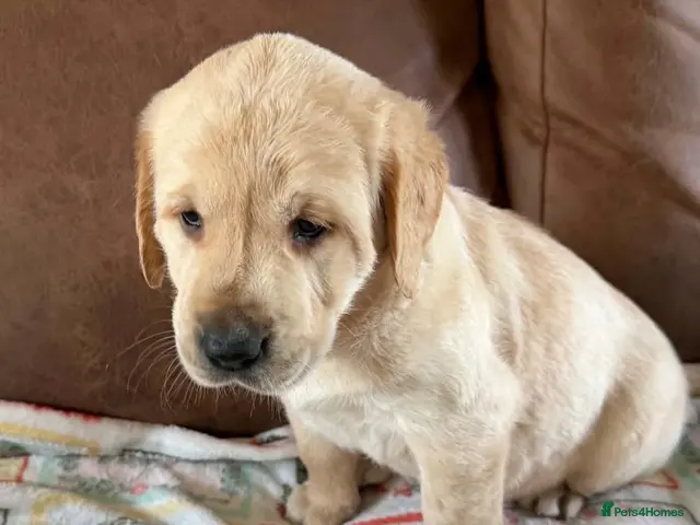 Labrador Retriever dogs for sale: Labrador X Golden retriever - Advert 1