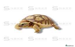 Tortoise reptiles for sale: SULCATA TORTOISES - Image 1