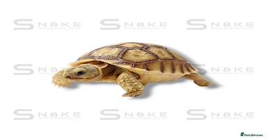 Tortoise reptiles Sulcata : Red-Footed : Leopard : Indian Star - Advert 5