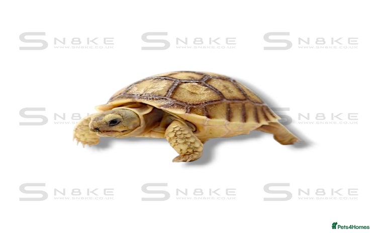 Tortoise reptiles - Advert 2