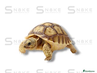 Tortoise reptiles for sale - Advert 1