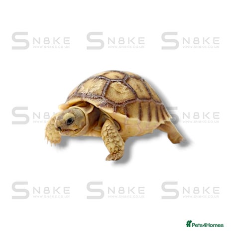 Tortoise reptiles - Advert 2
