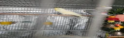 Budgerigars birds for sale: 3x Budgies for sale (including cage)  in London - Advert 7
