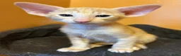 Oriental cats for sale: GCCF Reg Rare Oriental RED & APRICOT FEMALES - Advert 7
