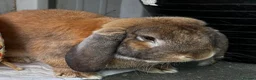 French Lop rabbits for sale: Male pure French lop  - Advert 4