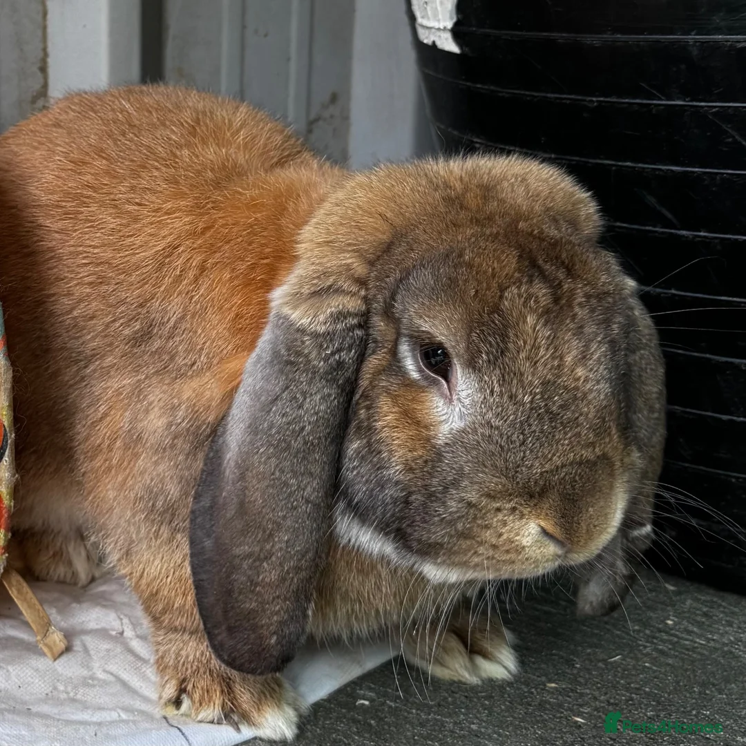 French Lop rabbits for sale: Male pure French lop  - Advert 4