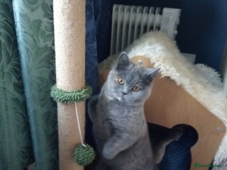 British Shorthair cats GCCF champions lines.Odd eyes boy and girl. - Advert 4