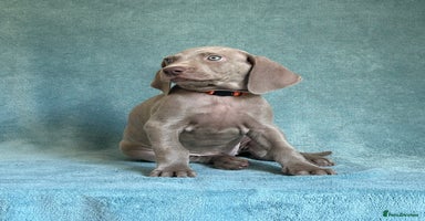 Weimaraner dogs - Advert 1