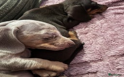 Dachshund dogs for sale: Beautiful miniature dachshunds  - Image 15