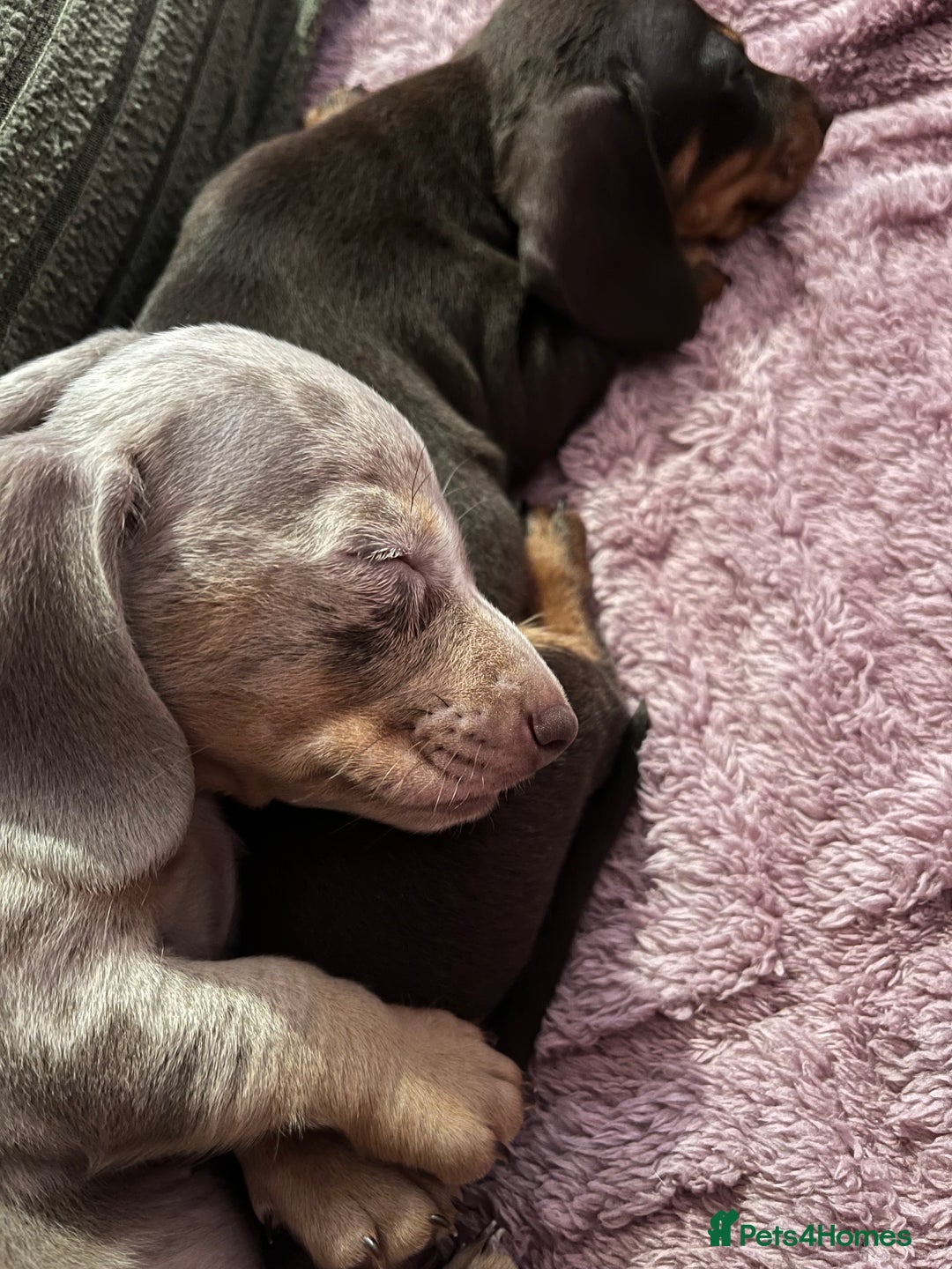 Dachshund dogs for sale: Beautiful miniature dachshunds  - Image 15