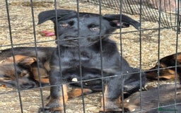 Mixed Breed dogs for sale: Beautiful German Shepard cross pups for sale  - Image 14