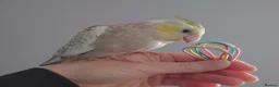 Cockatiels birds for sale: Hand reread silly tame DNA sexed baby cockatiels  - Advert 20