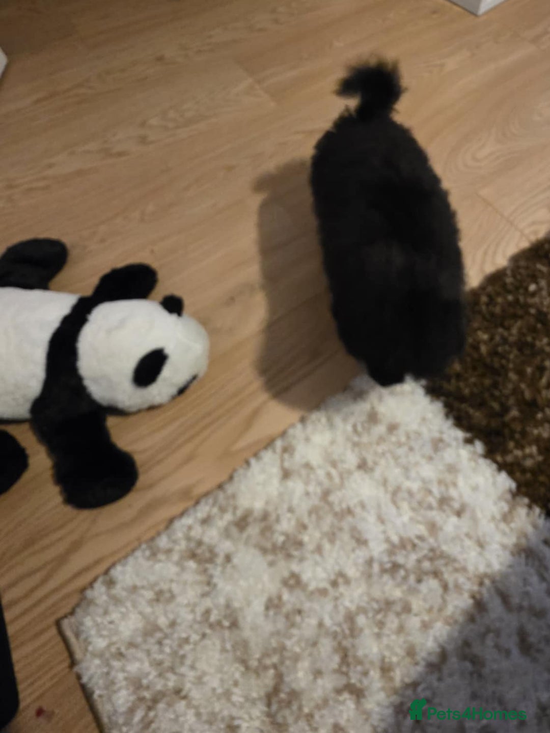 Pomapoo dogs for sale: Pomapoo - Advert 4