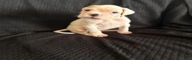 Boxer Puppy 4